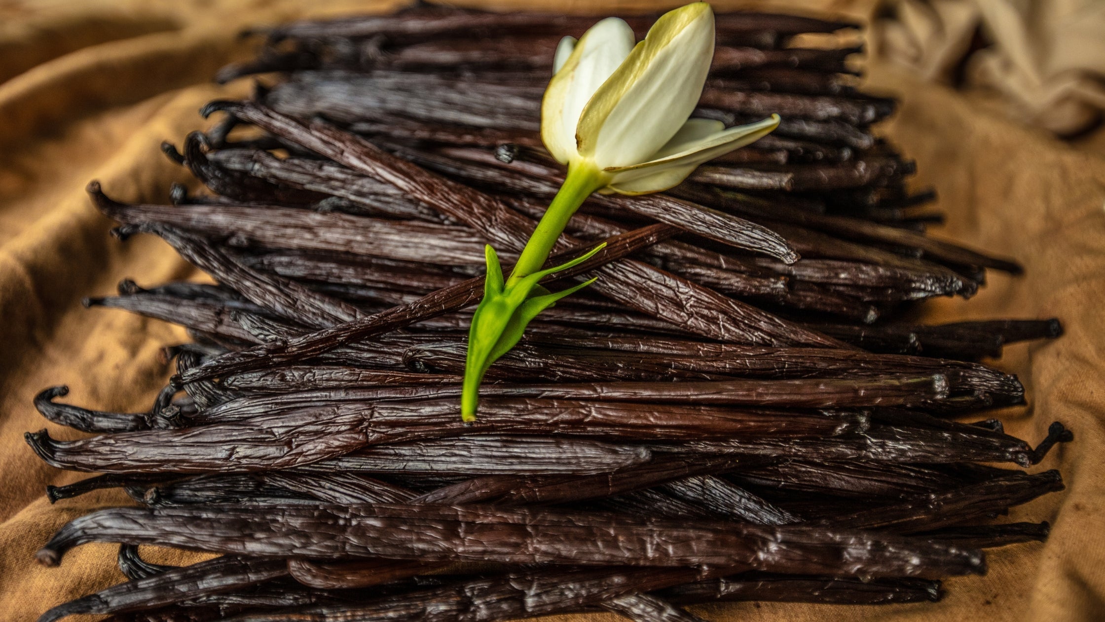 Premium, whole cured vanilla beans stacked together with a vanilla flower, highlighting high-quality vanilla products.