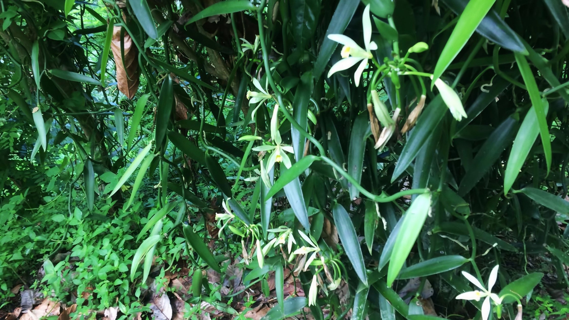 Vanilla orchid flowers blooming on lush green vanilla vines, the living source of premium vanilla beans for gourmet vanilla products.