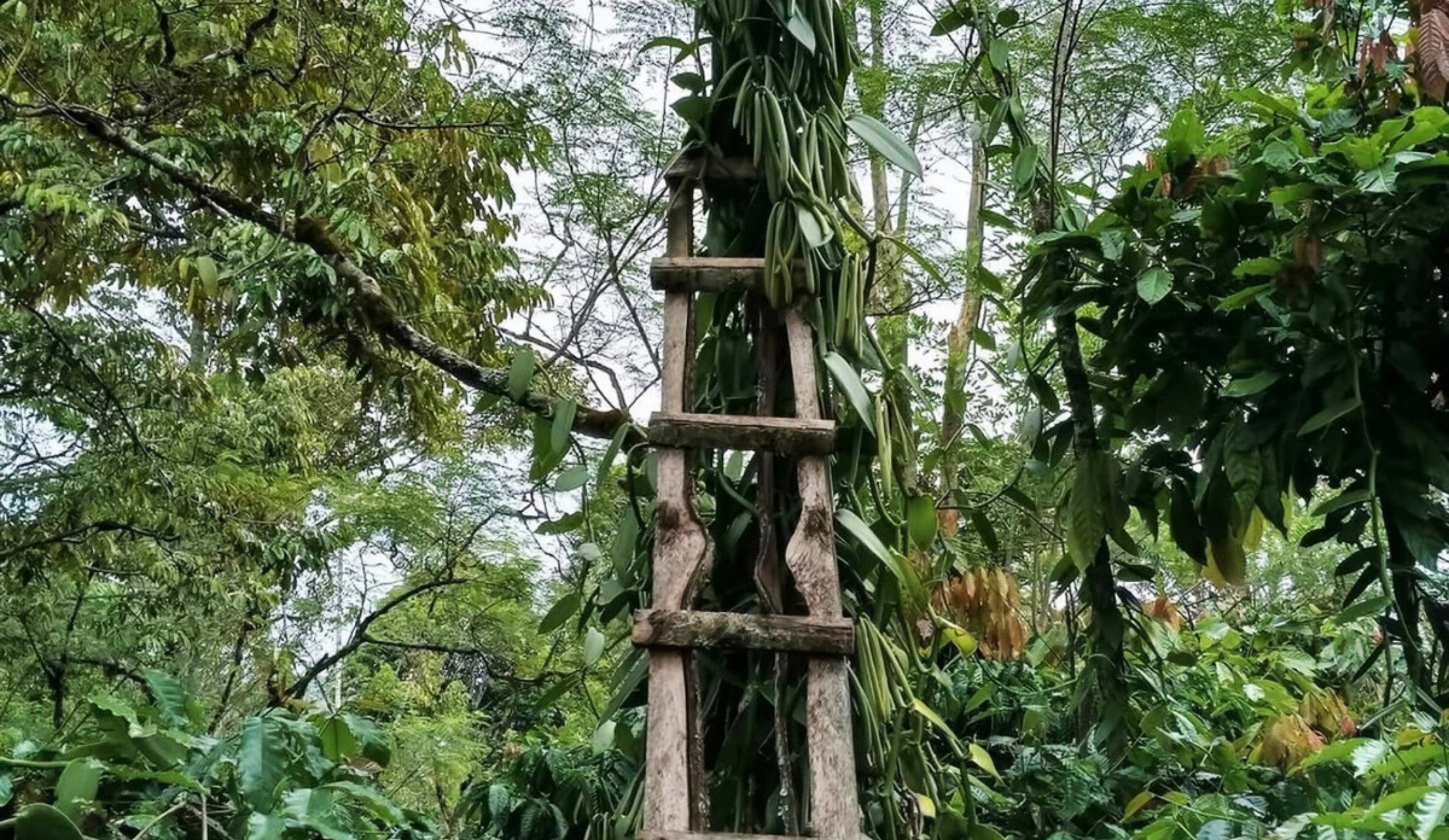 A weathered wooden ladder leaning against a vanilla vine in a lush tropical forest.