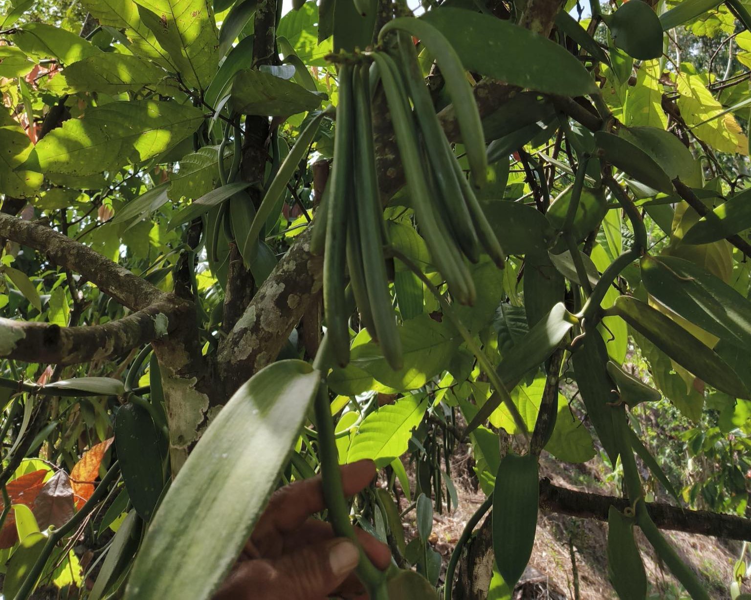 A hand holds a cluster of long, green vanilla pods growing on a vine amongst lush, green leaves.