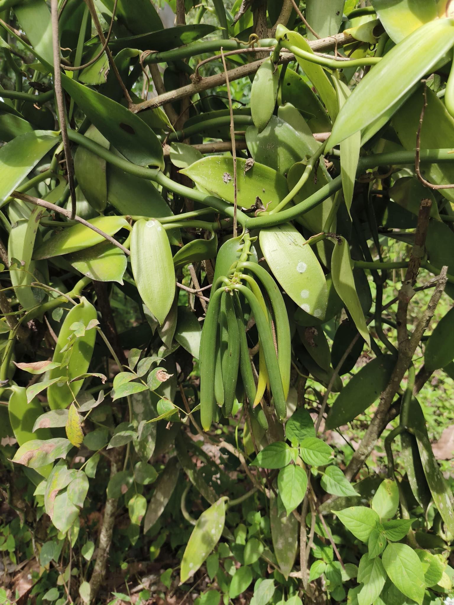 A cluster of plump, green vanilla pods hang from a vine, surrounded by thick, green leaves in a tropical environment.