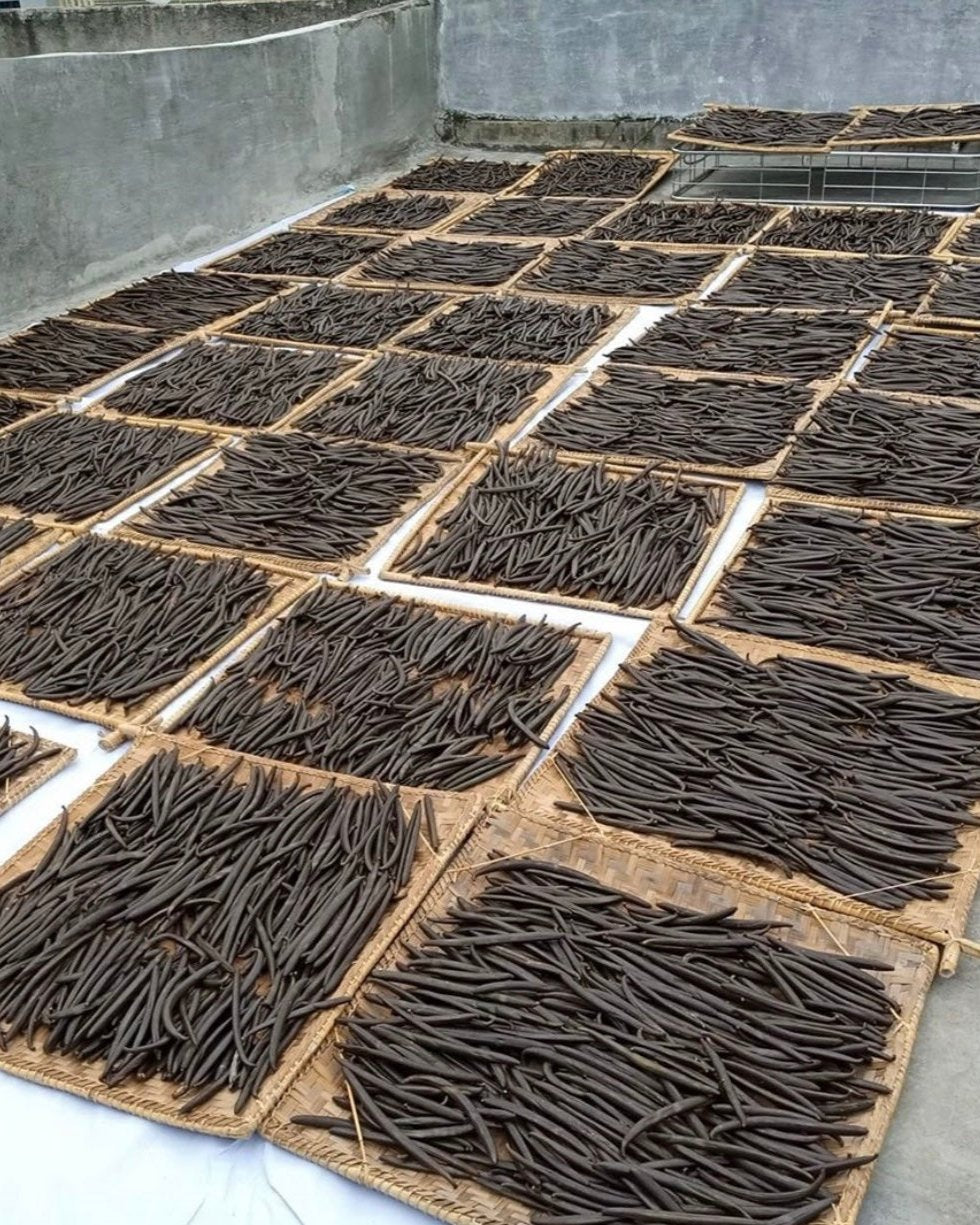 Numerous vanilla beans drying on woven mats laid out on a rooftop. The beans are dark brown and arranged in neat rows.