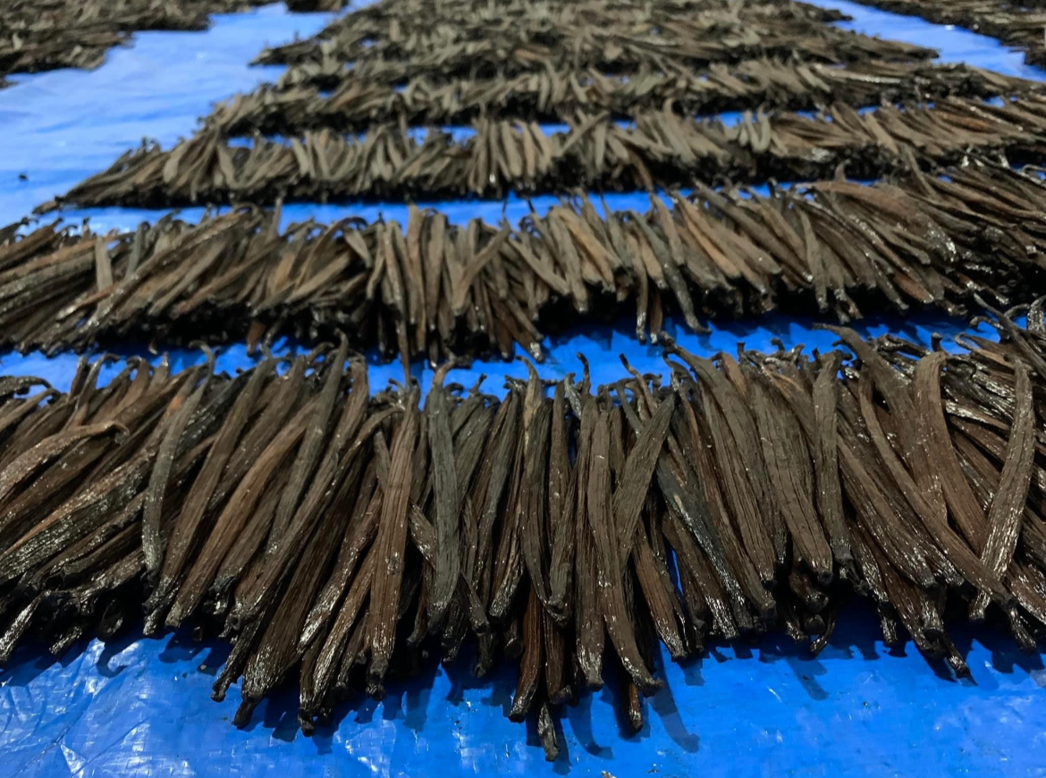 Rows of dark brown vanilla beans drying on a blue tarp, spread out for curing.