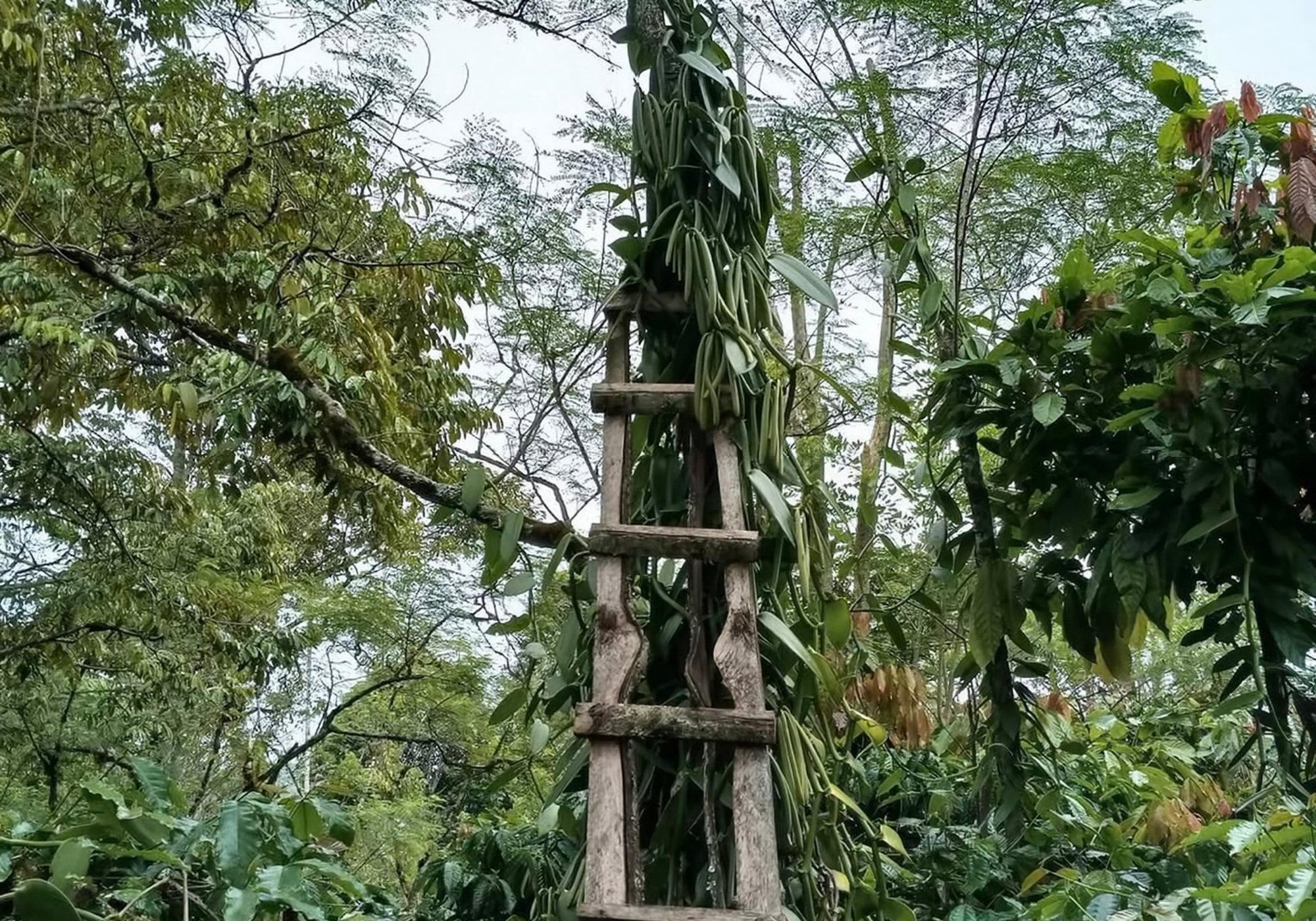 A vanilla vine climbs a tall, rustic wooden ladder in a dense, green tropical forest.