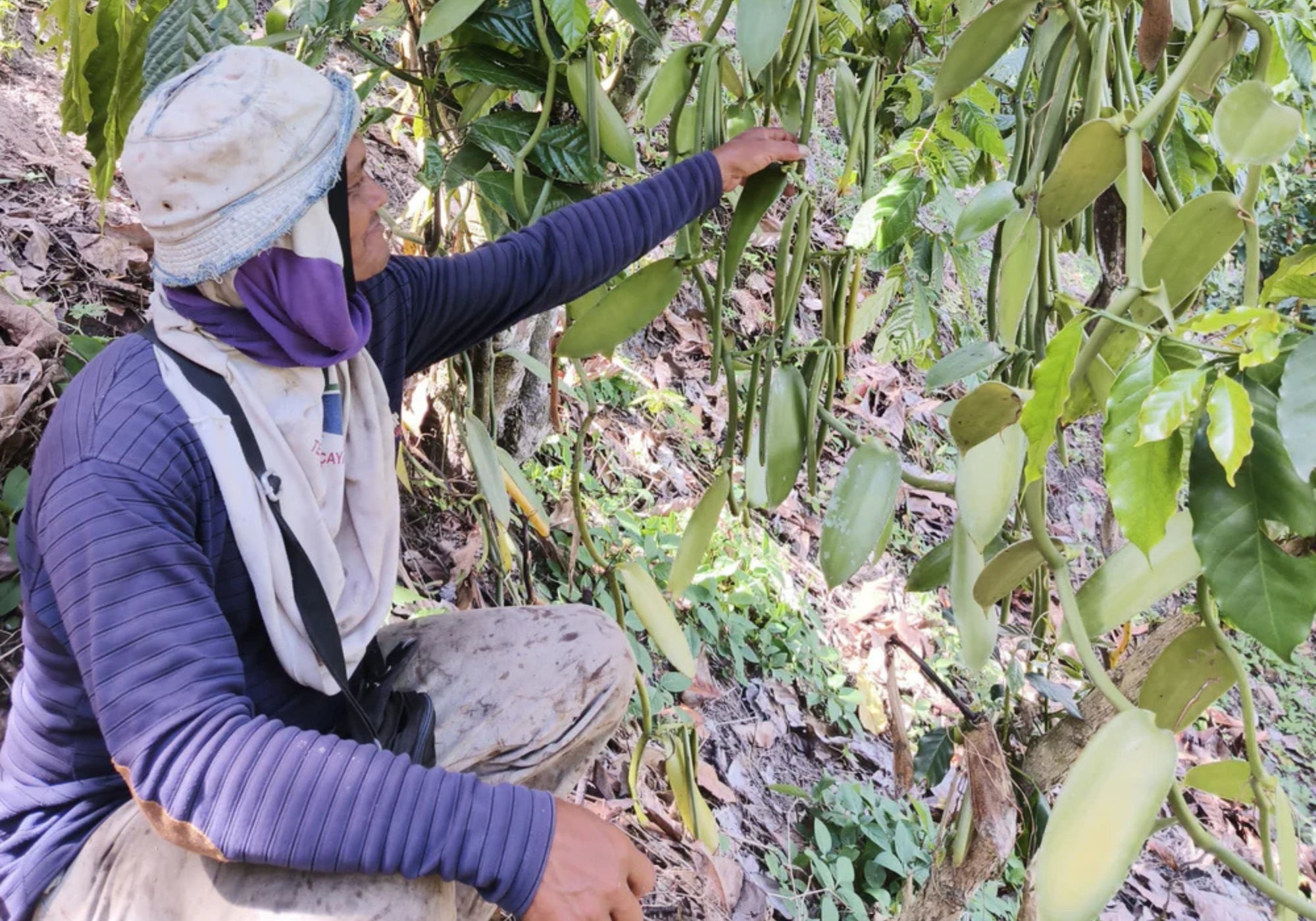 A farmer in Indonesia carefully inspects long, dark brown vanilla beans in their hand.