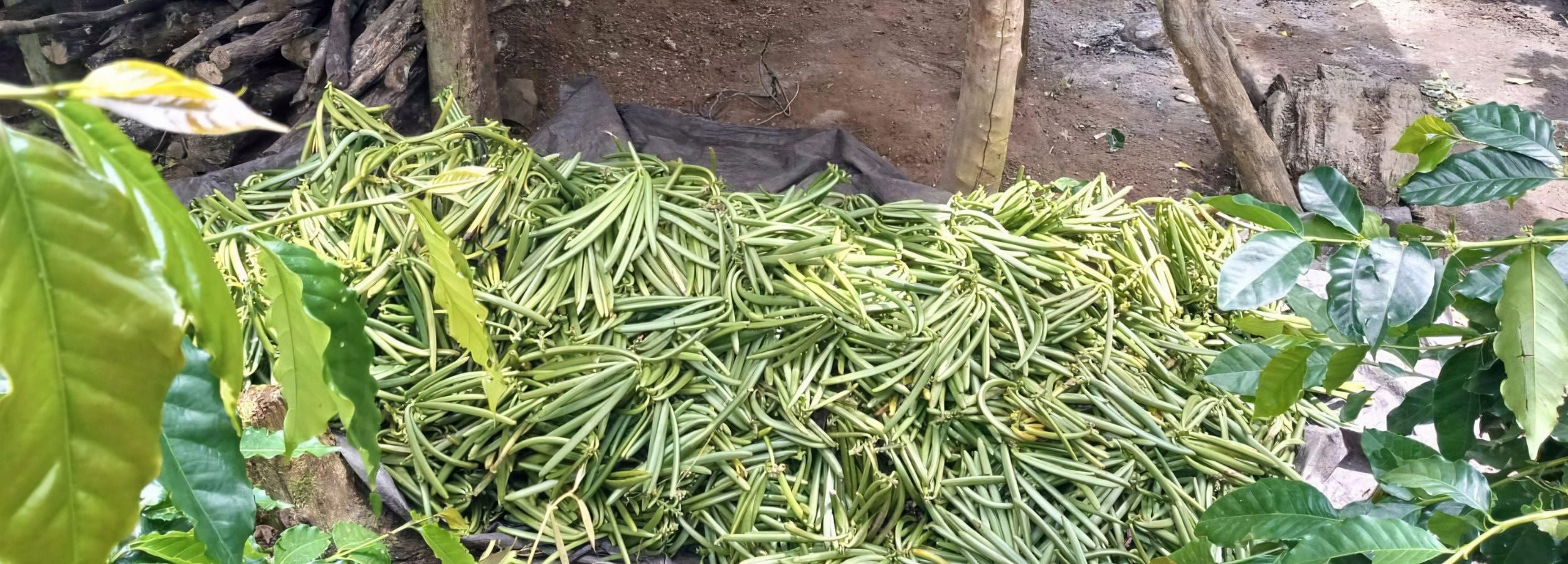 A large pile of freshly harvested, green vanilla beans sits on a tarp under a shaded structure.