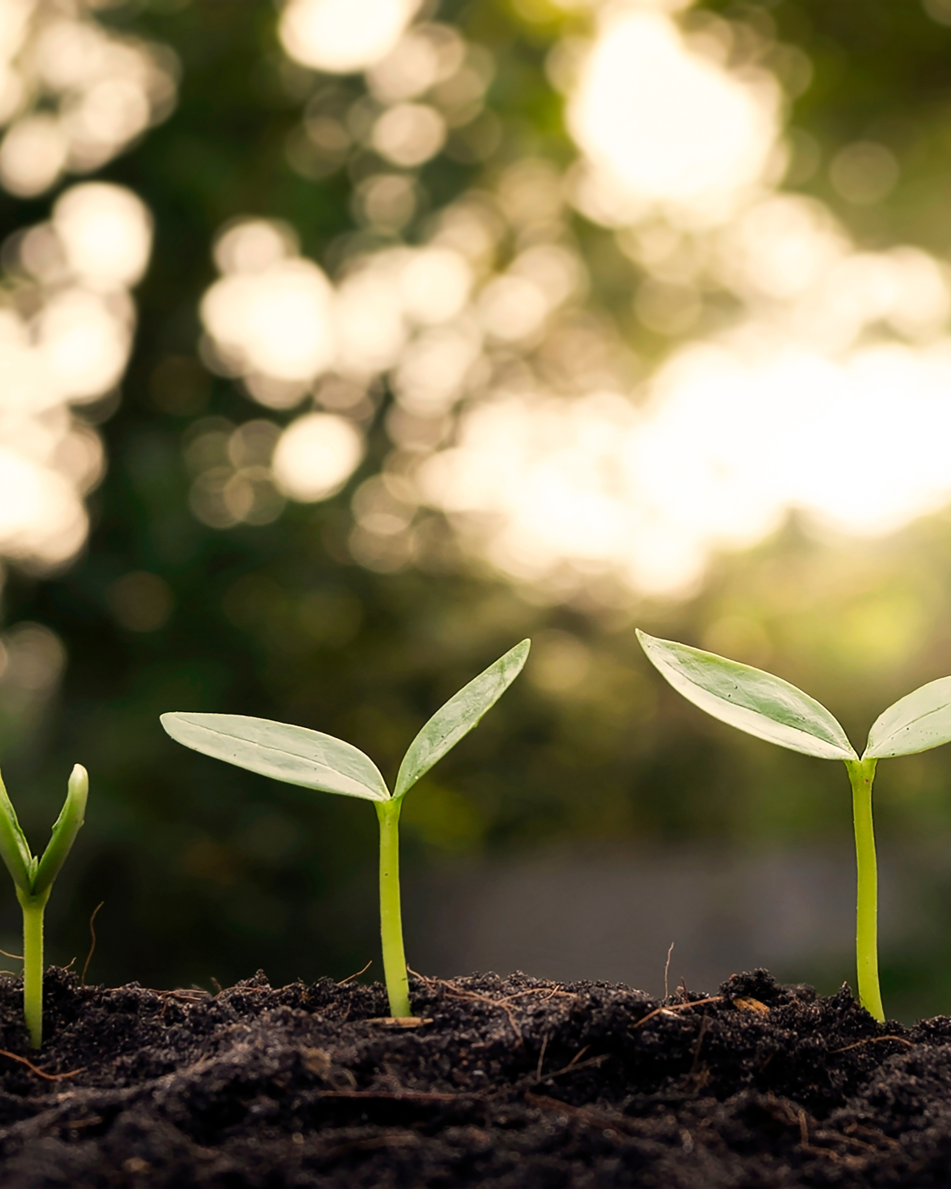 Four small green plant sprouts emerge in a row from dark soil, with a blurred background of trees and sunlight.