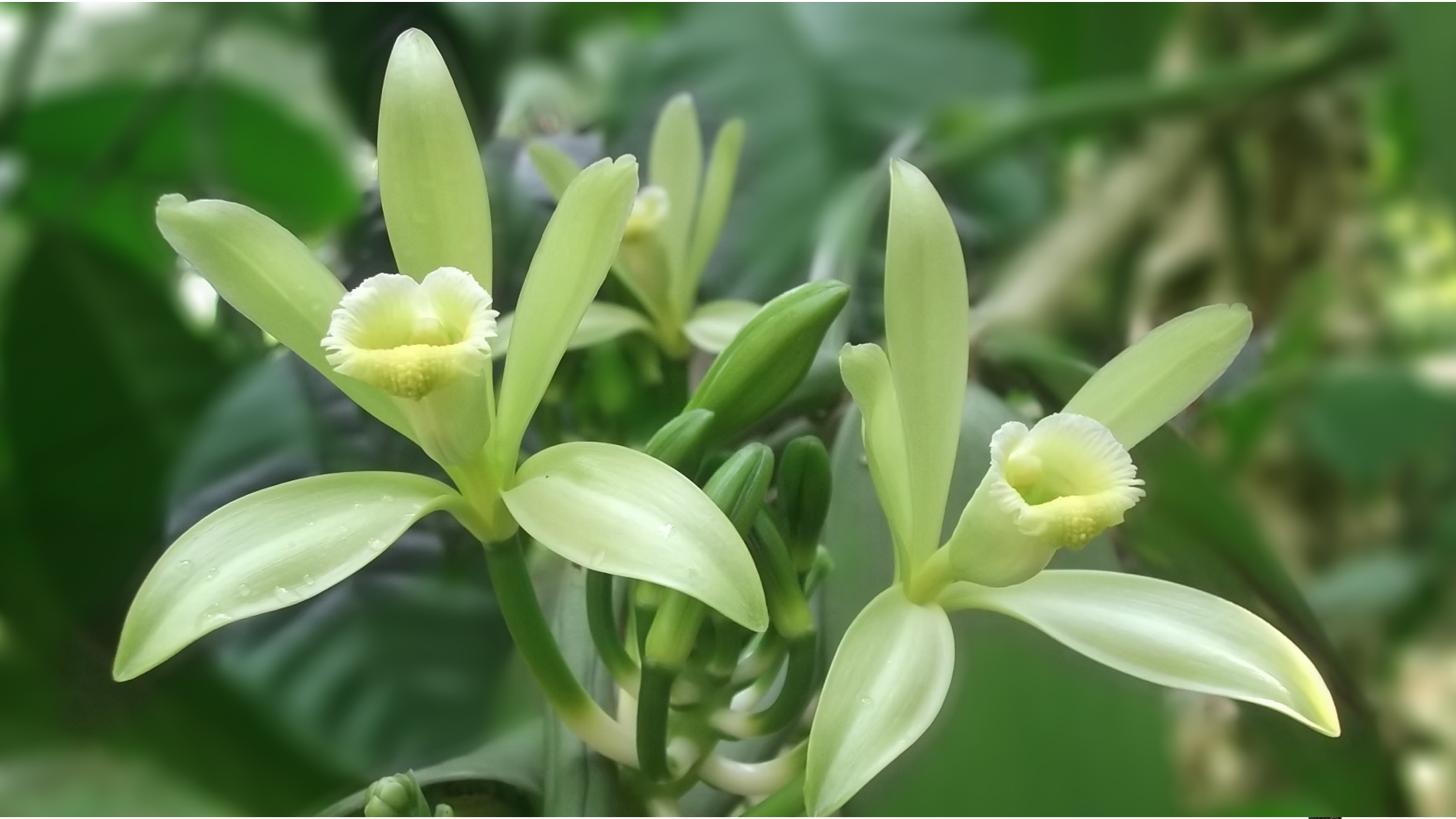 Two delicate, pale yellow vanilla orchid flowers bloom side-by-side against a blurred green background of leaves.