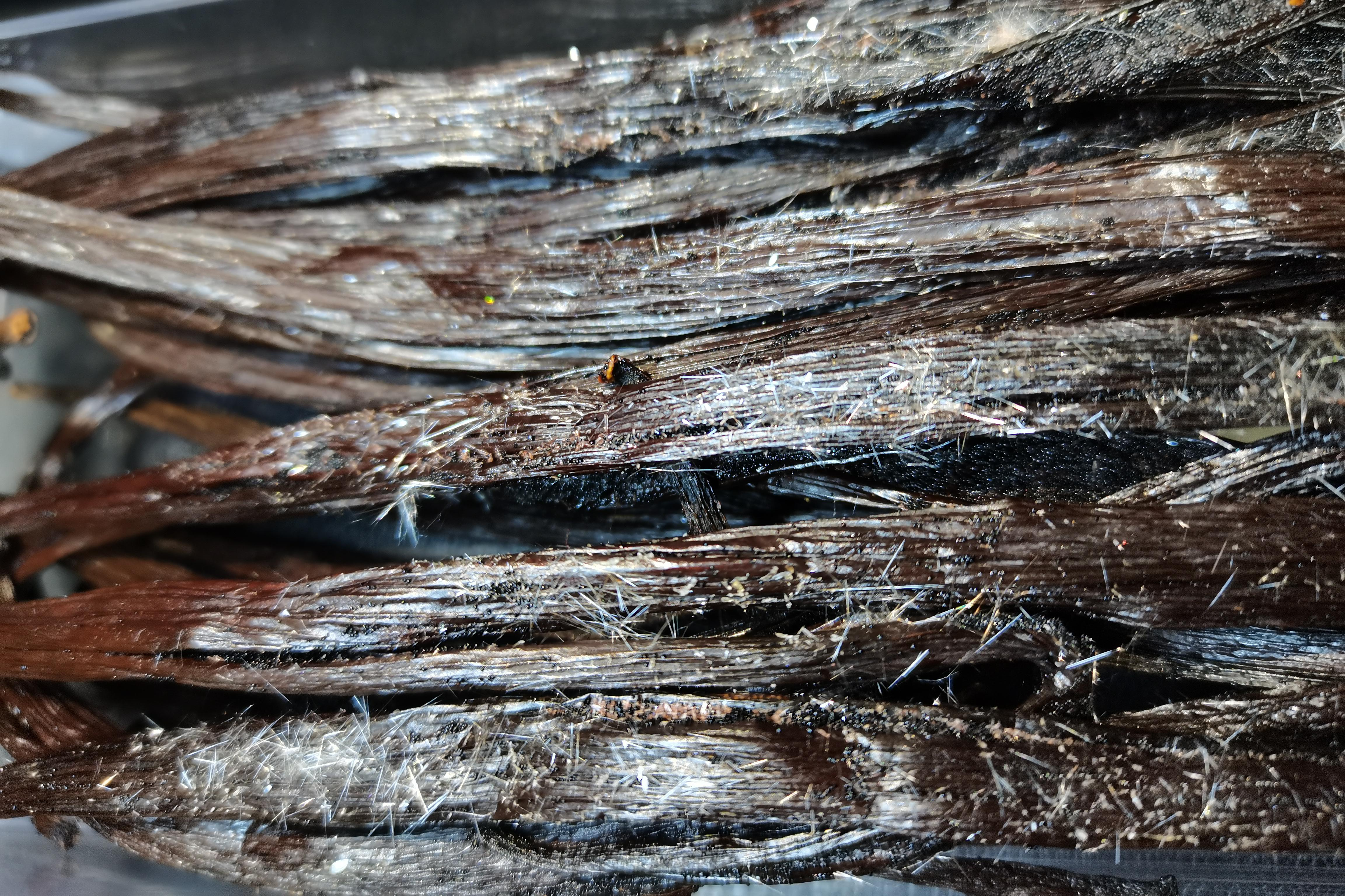 A close-up image of several vanilla beans, their dark brown surfaces glistening with a coating of fine, white vanillin crystals.