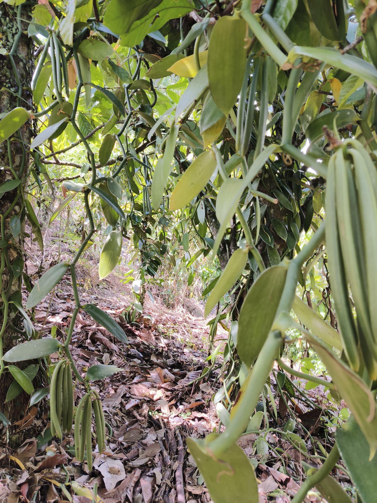 A view from the ground looking up through dense vanilla vines with long, green pods and broad leaves.