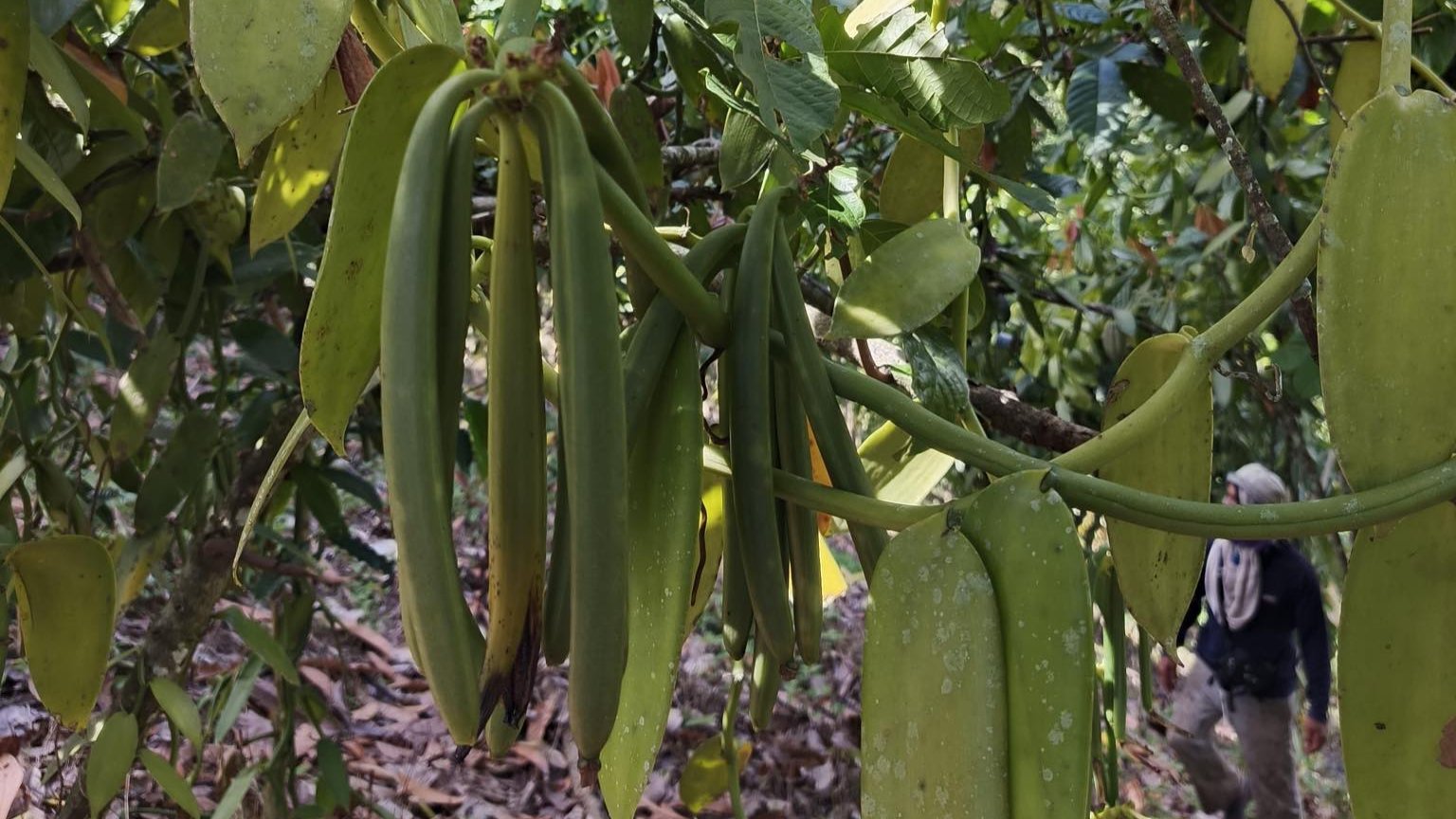 Long, green vanilla pods hang from a vine in a tropical forest, with a blurred figure of a person in the background.