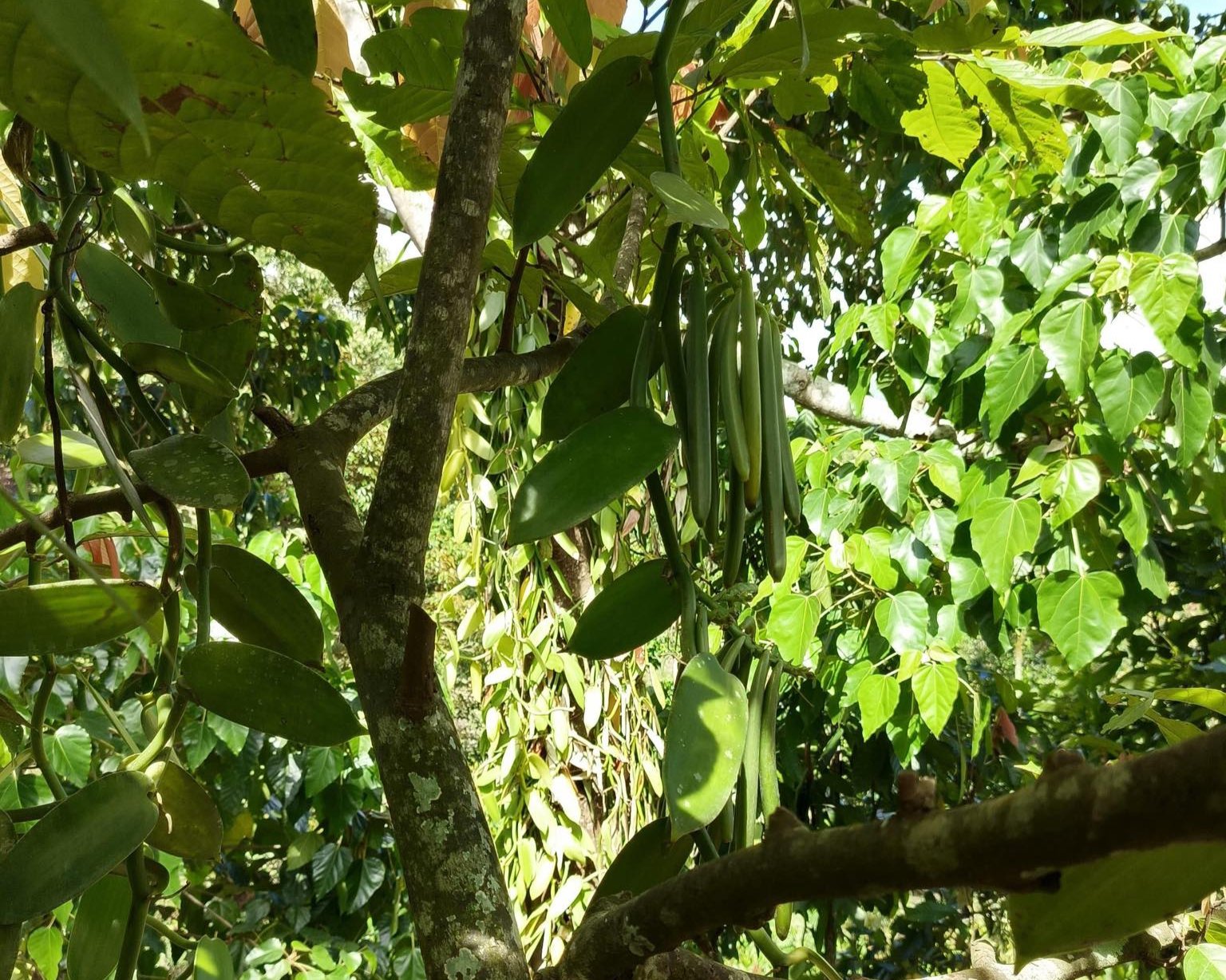 A cluster of green vanilla pods hang from a vine winding its way through a leafy tree in a dense forest.